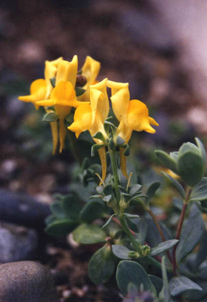 Linaria thymifolia en fleurs sur les dunes fixées des côtes atlantiques